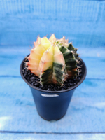 Gymnocalycium Variegata (Гимнокалициум Вариегатный)