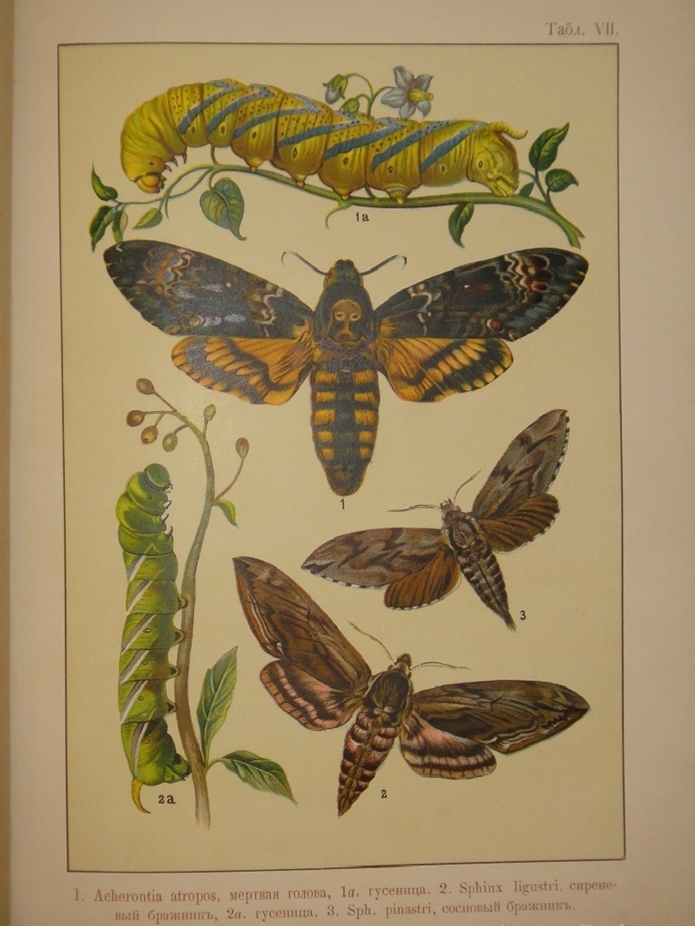 "Бабочки Европы. Описание наиболее известных видов и руководство к собиранию и определению бабочек и их гусениц". 1904г.