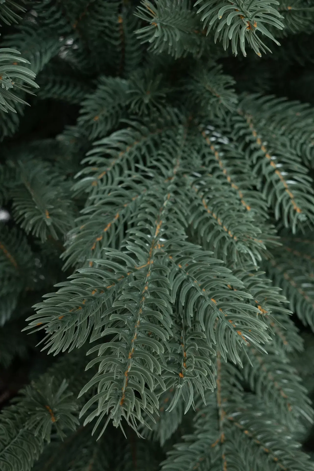 Искусственная елка Балтийская голубая 210 см., 100% литая хвоя, ЕлкиТорг (243210)