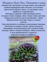 Молодило Блек Топ каменная роза черно зеленое