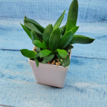 Haworthia Pentagona (Хавортия)