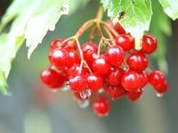 Калина со слабой горечью (ОКС)