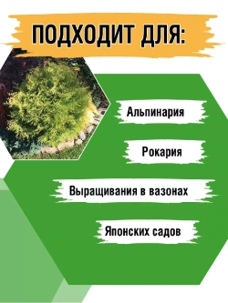 Туя саженец западная Голден Глоб хвойные