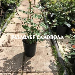 Английская роза шраб (кустарниковая) Абрахам Дерби