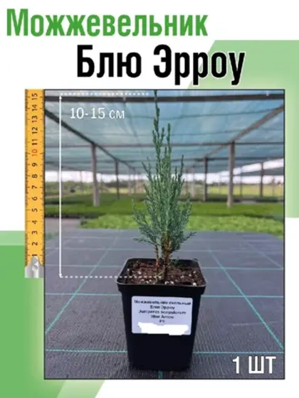 Саженец хвойных Можжевельник Блю эрроу