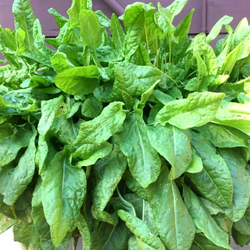 Французский Салатный Щавель - French Salad Sorrel
