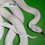 Deftones ‎– Private Music (США 2025г.) Clear