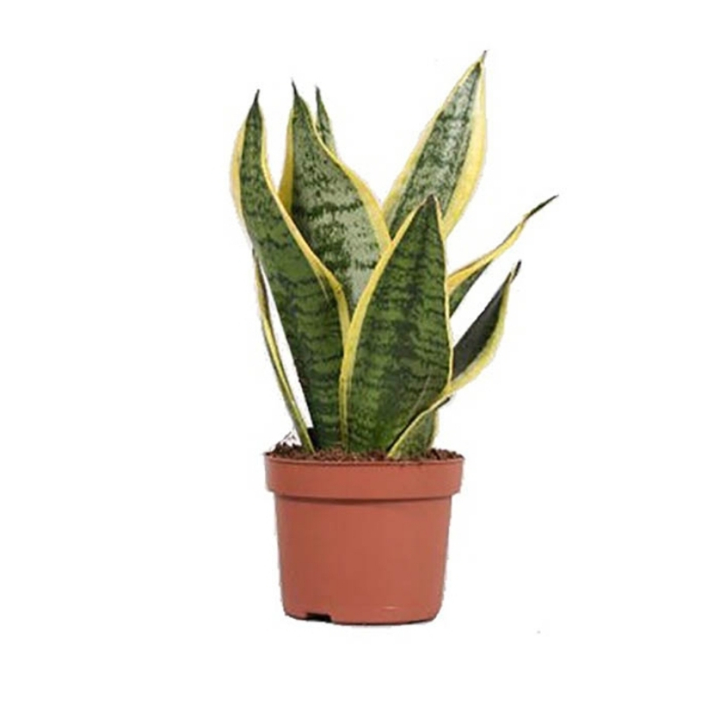 Сансевьера (Щучий хвост) d 12