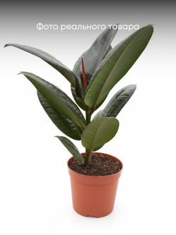 Фикус Flower Kong д.11