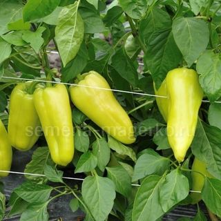 Перец сладкий Пируэт F1 50 (семян)