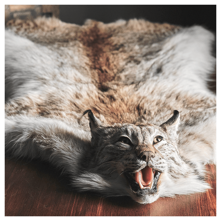 Шкура рыси «Рысь»