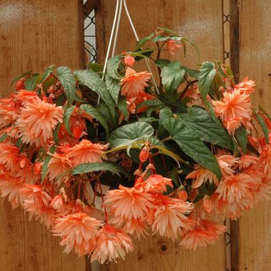 1238 Бегония BELLECONIA SOFT ORANGE (ВЕСНА 2025)