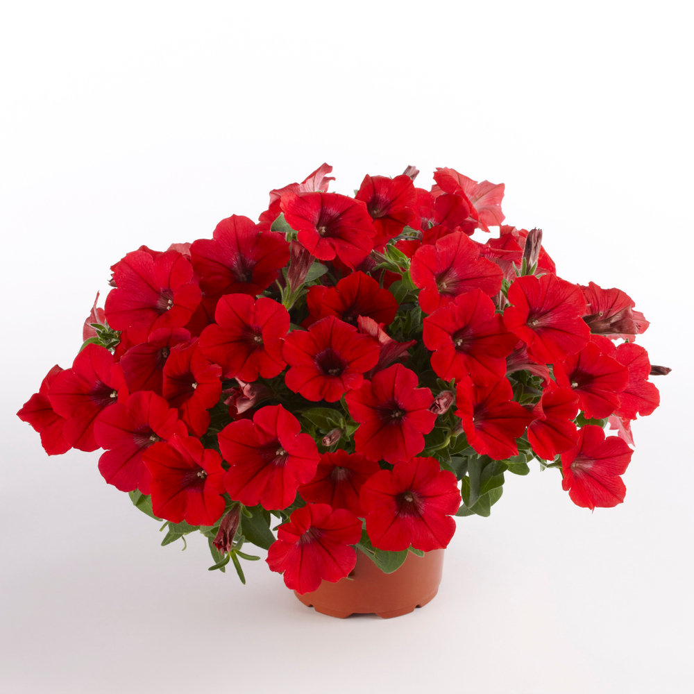 ЕВРО Petunia SURFINIA Deep Red неукор черенок ноябрь 2025
