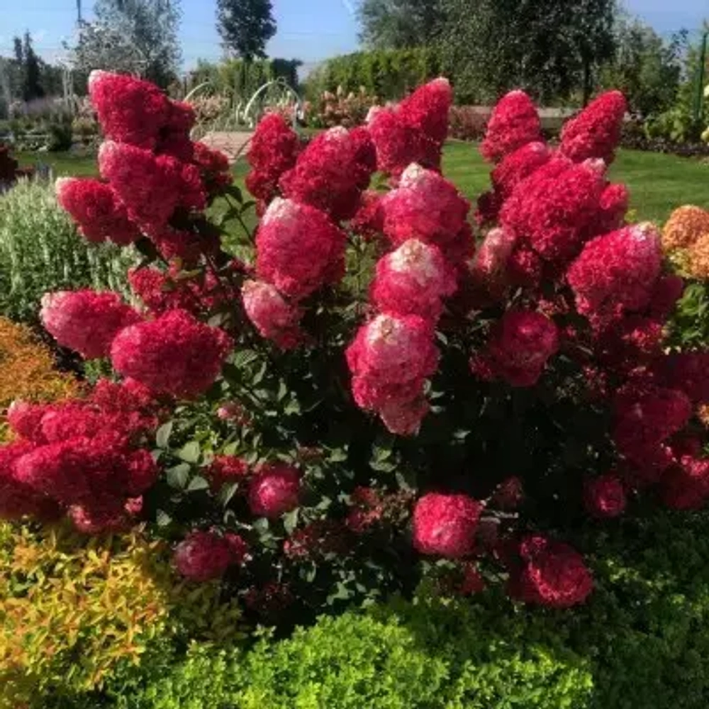 Гортензия метельчатая Самарская Лидия С5 40-60