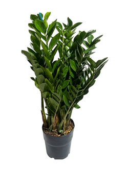 Замиокулькас Pointed Leaf д. 18