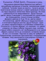 Клематис Душа Польши Полиш Спирит