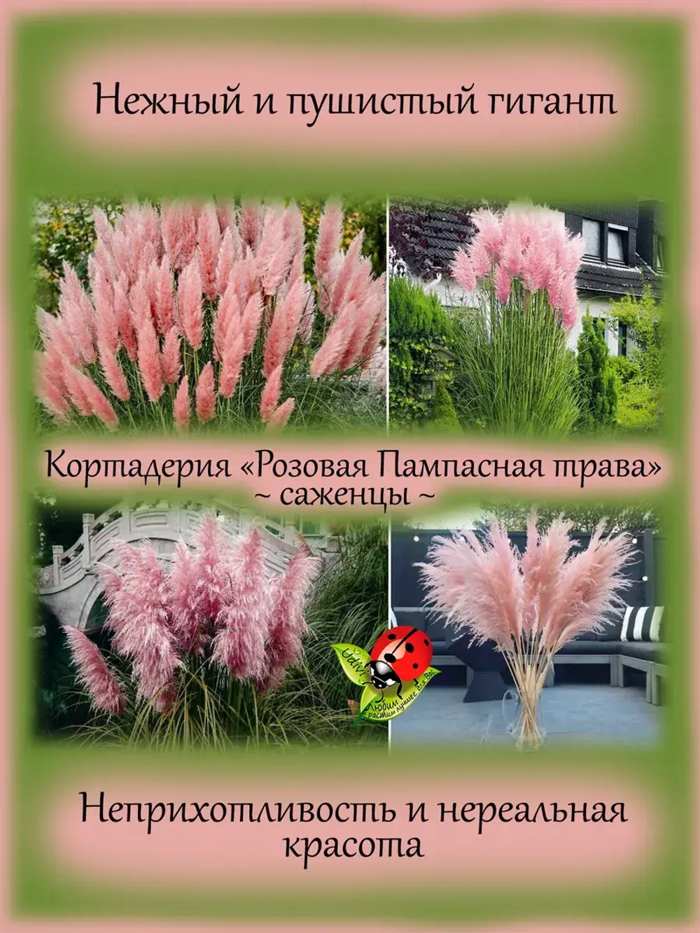 Пампасная трава Розовое облако