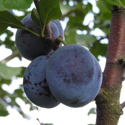 Слива домашняя ВЕНГЕРКА НОВАЯ