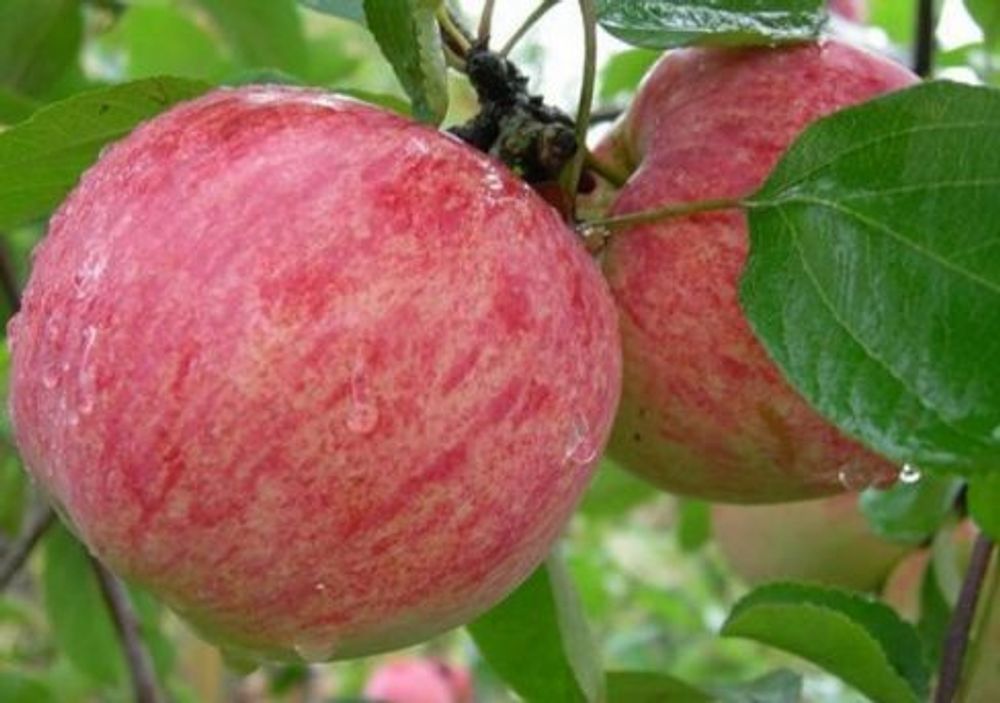 Яблоня Коричное полосатое подвой 54-118, полукарликовый С5 Закупка М69 июнь 2026