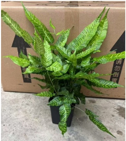 Папоротник Golden Zebra д.11