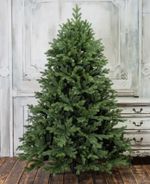 ель "Графская"