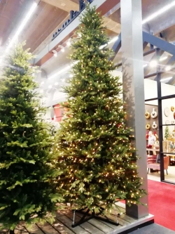 Ель Ирландская с лампочками 365 см., 1104 LED лампы, литая хвоя+пвх, Black Box (74395)