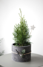 Новогодний набор с Туей в бетонном кашпо № 11