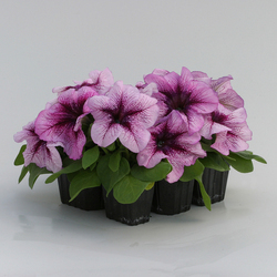 Петуния грандифлора Призм Блюберри Сандай (1000шт) Витагрин Профи