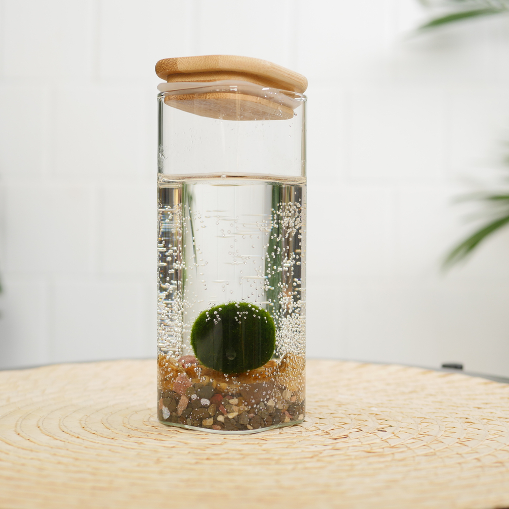 Маримо в колбе мини