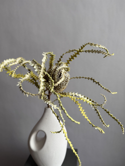 Банксия Специоза натуральная