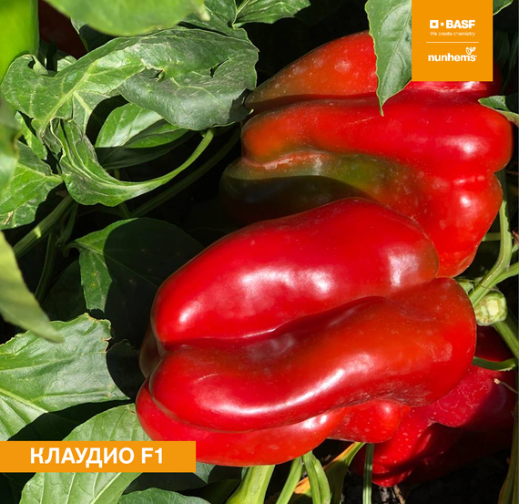 Клаудио F1 семена перца сладкого (Nunhems / Нюнемс) культура – фото 1