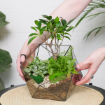 Готовый флорариум бонсай Фикус Икос