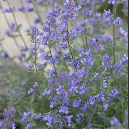 Котовник Фассена "Junior Walker". Nepeta faassenii "Junior Walker".
