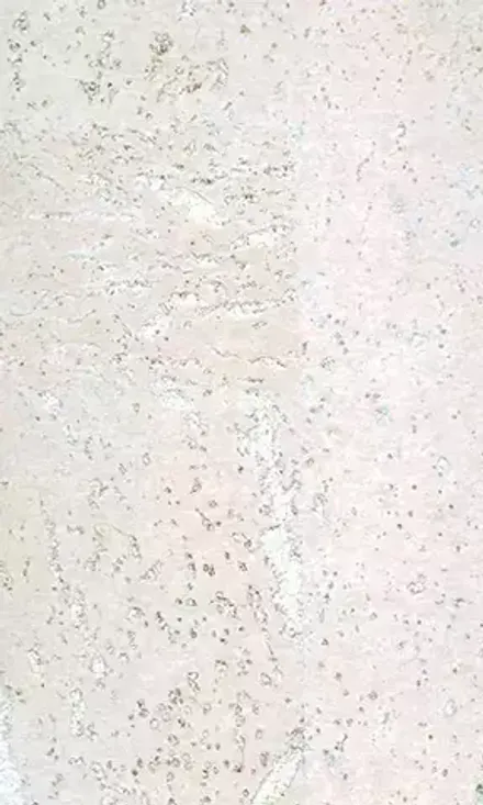 Cork Concept Classic 386c WS, 1,98 м²