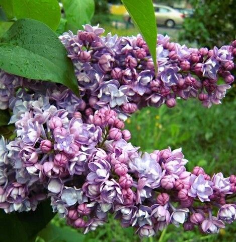 Сирень Память о Кирове