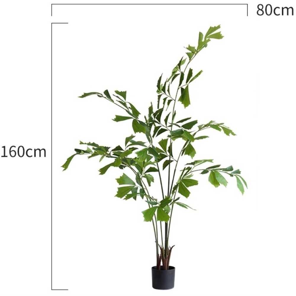 Кариота 160 см