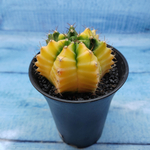 Gymnocalycium Variegata (Гимнокалициум Вариегатный)