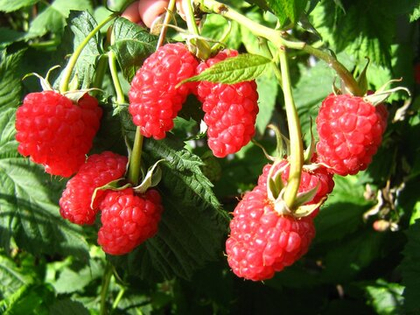 Малина летняя сорт Маросейка