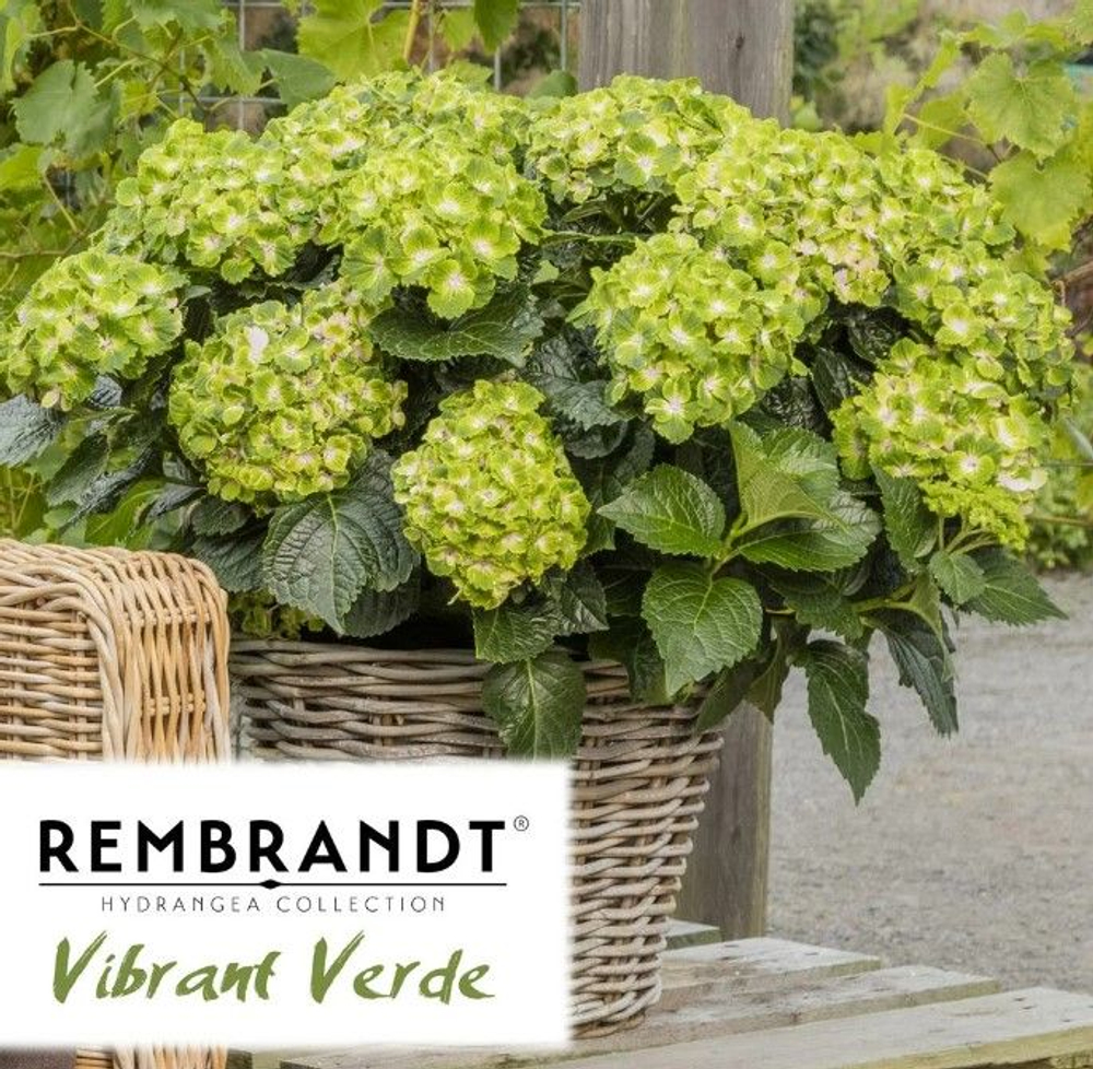 Vibrant Verde, Р14 (8/10+) (зеленый)