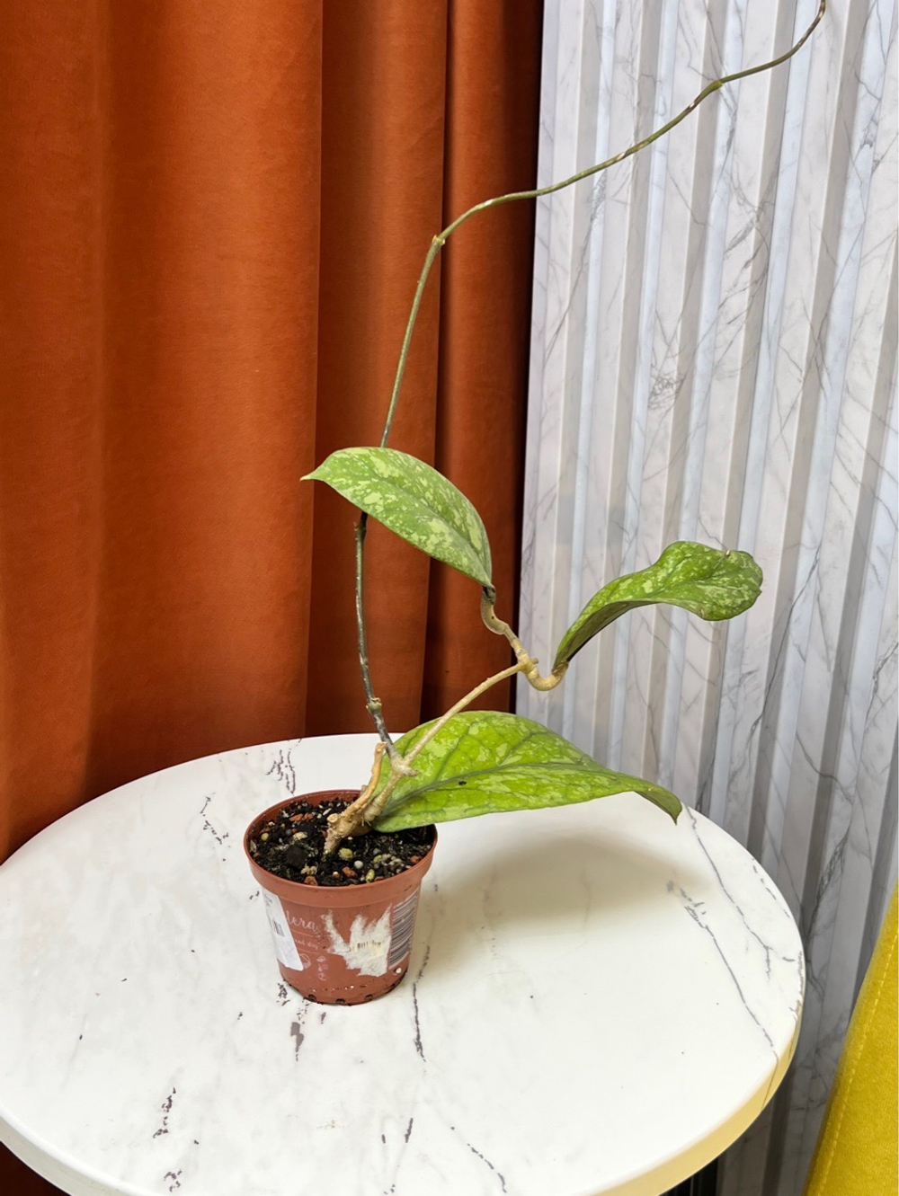 Хойя Мередичи Сплэш, D9см Н15см, 1шт, Urban Jungle (2962)