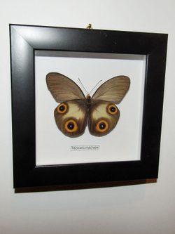 Бабочка Taenaris в рамке