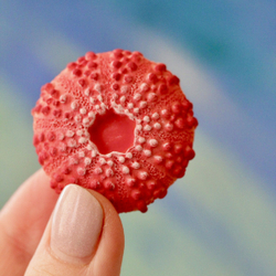 Молды силиконовые для творчества "Набор 3 молда: ракушка, морской ёж, морская звезда"/ форма для полимерной глины, мыла, воска, гипса и эпоксидной смолы