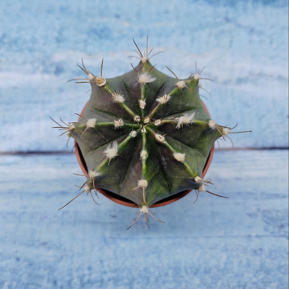 Gymnocalycium Friedrichii (Гимнокалициум)