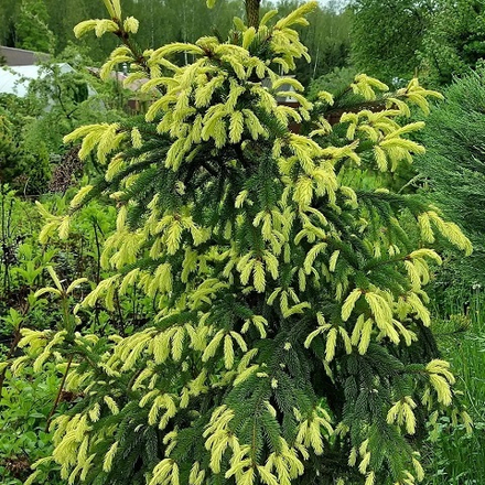 Ель обыкновенная Файнедоненсис на штамбе