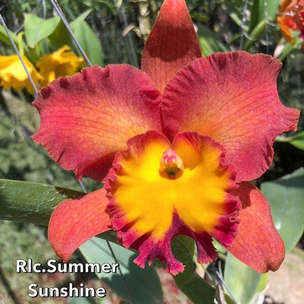 Орхидея ринхолелиокаттлея RLC. SUMMER SUNSHINE