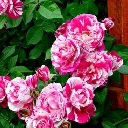 Инес Састр (Ines Sastre)