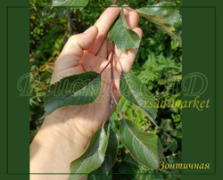 Яблоня декоративная плакучая Зонтичная