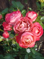 Роза флорибунда Акрополис