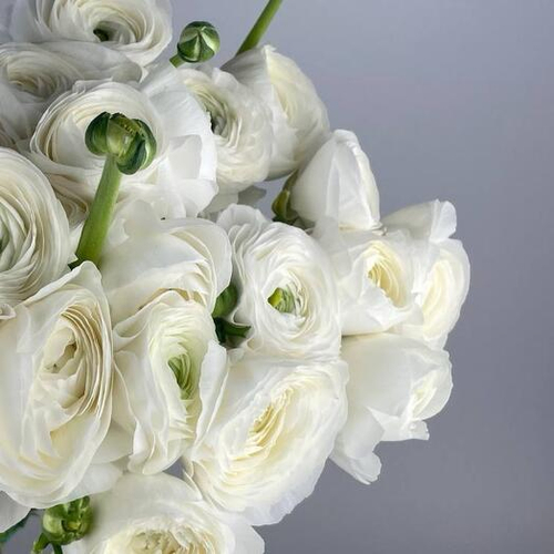 Ранункулюс белый Италия. Цветы поштучно 012 Chalet Green