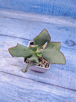 Crassula Arborescens Curly (Крассула)